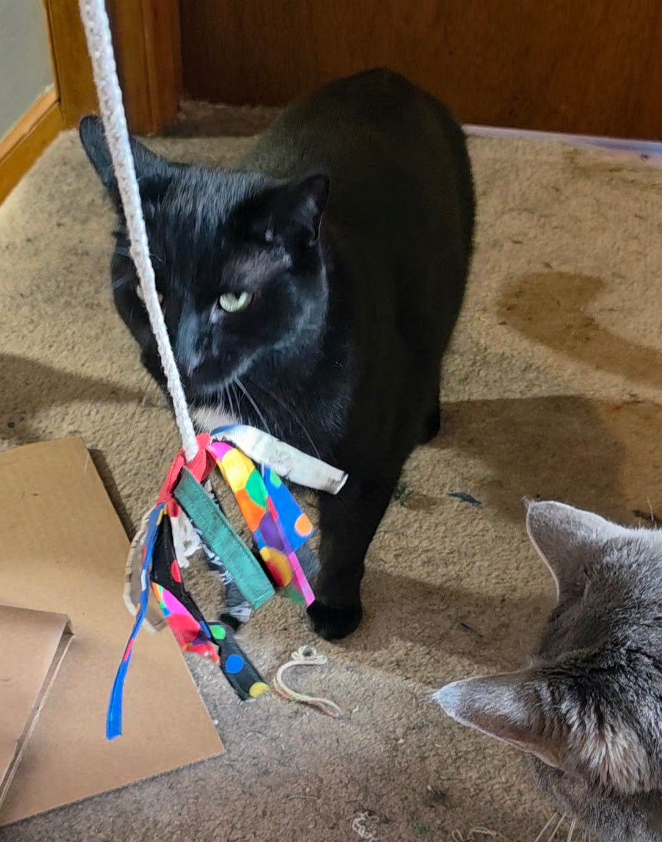 Cat Fishing Toy