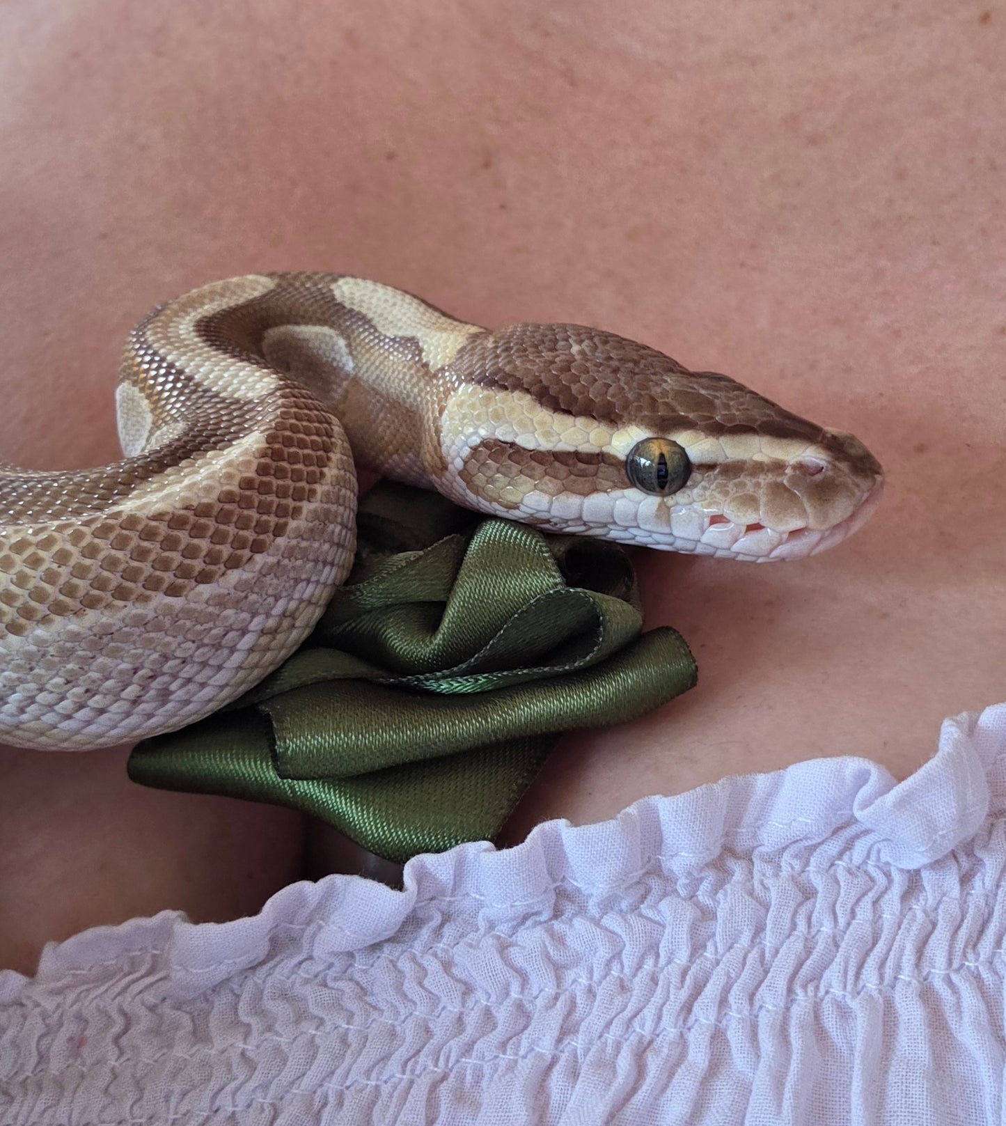 Bosom Blossoms