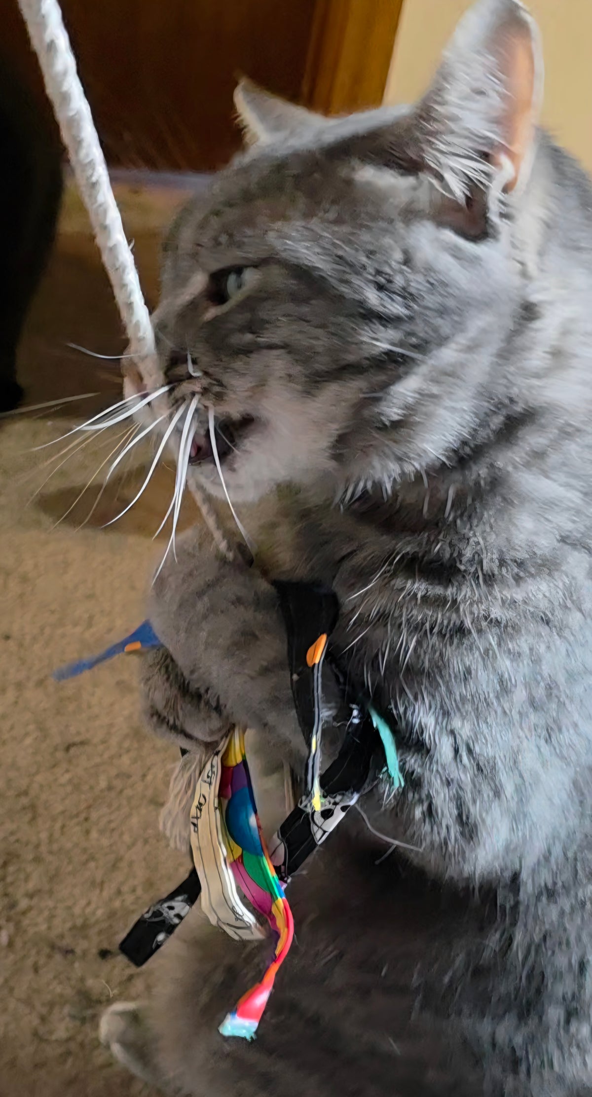 Cat Fishing Toy